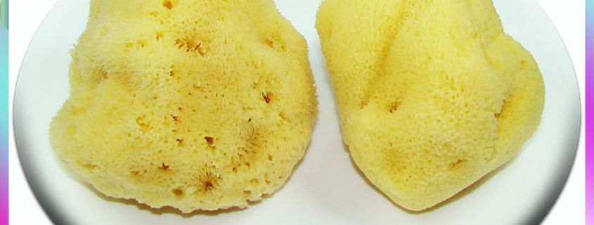 Natural sea sponges