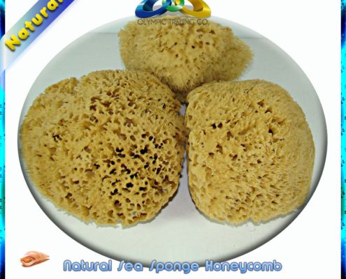 Natural Sea Sponge Honeycomb