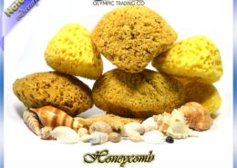 Wholesale Natural Sea Sponge Honeycomb