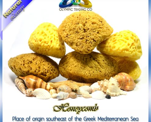 Wholesale Natural Sea Sponge Honeycomb