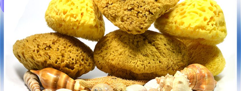 Wholesale Natural Sea Sponge Honeycomb
