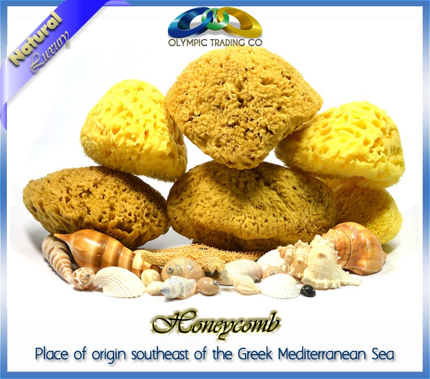 Wholesale Natural Sea Sponge Honeycomb