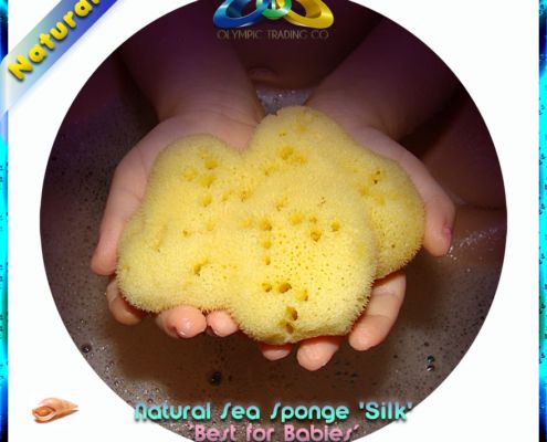 Wholesale Natural Sea Sponge Honeycomb